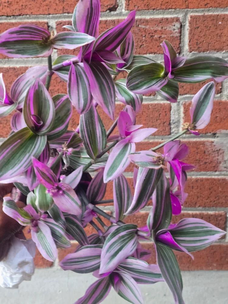 Tradescantia Plant image indicator(3)