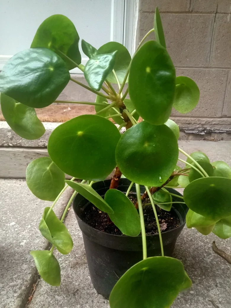Large well-established Pilea Peperomioides Plant image indicator(3)