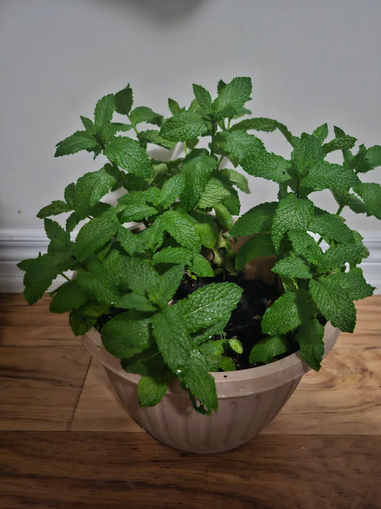 Potted Mint Plant thumbnail