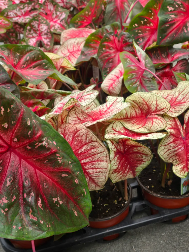 Caladium Plants 6"pot. multiple plant image indicator(6)