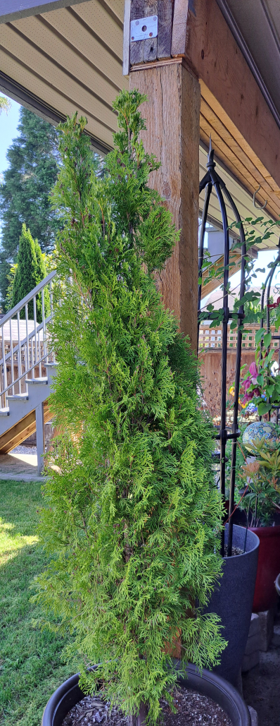 Evergreen Trees - Perfect for Your Garden - photo 2