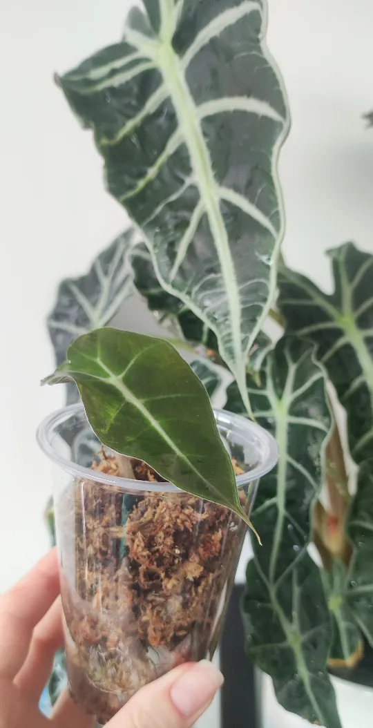 Alocasia Polly starter plant thumbnail