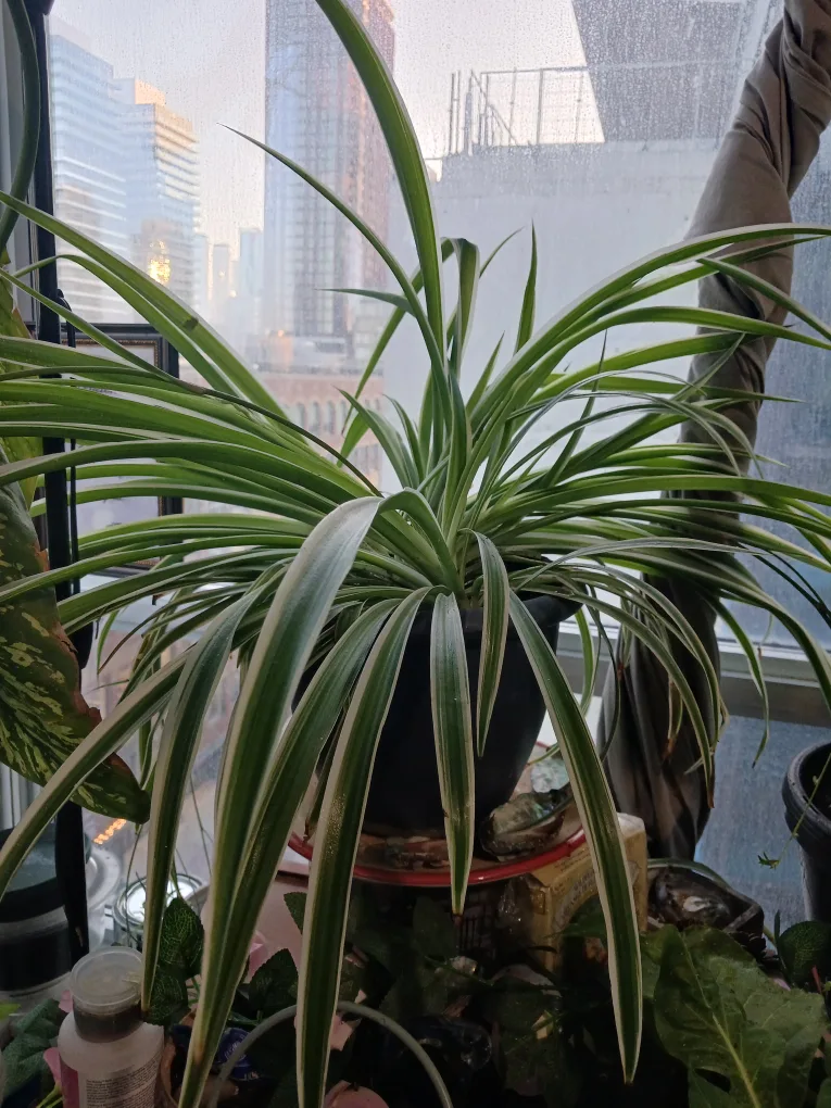 Spider Plant thumbnail