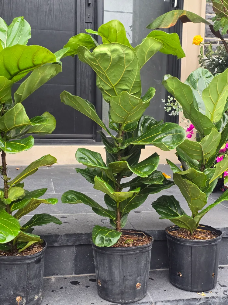 Fiddle Leaf Fig Tree in Pot image indicator(4)