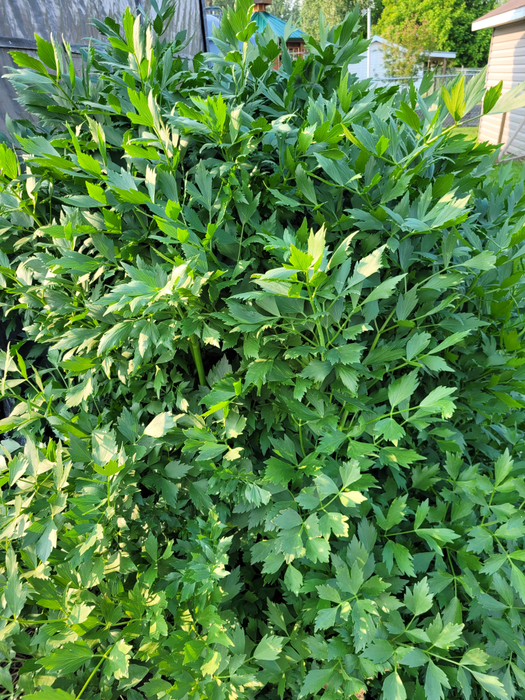 Fresh Green Lovage Bush