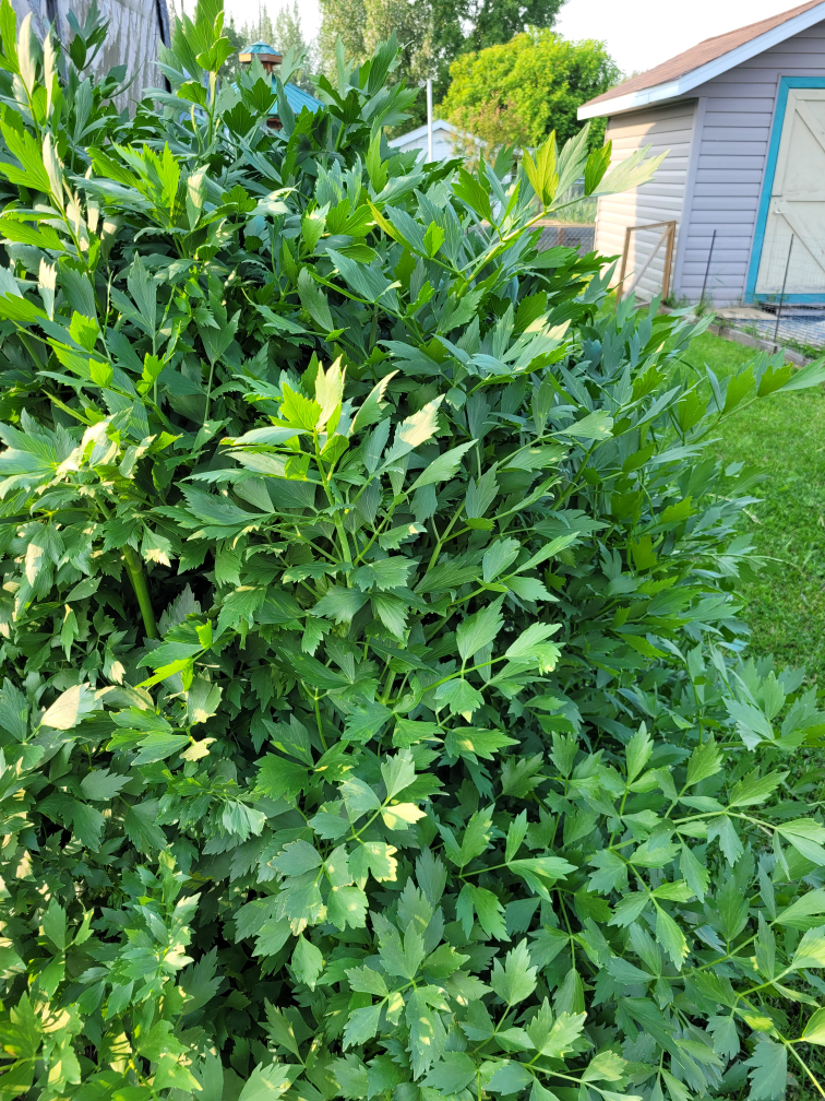 Fresh Green Lovage Bush - photo 3
