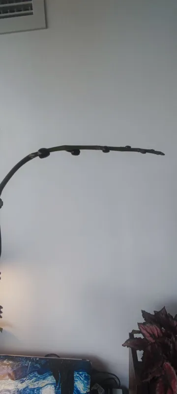 Orchid Plant image indicator(4)