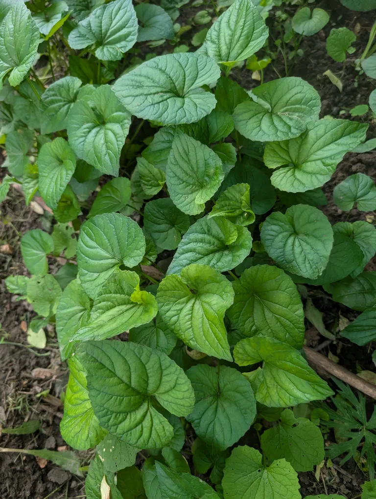 Various Plant Bundles for Planting image indicator(5)