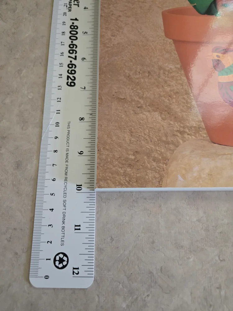 Cactus Baby Photo in Pot image indicator(5)