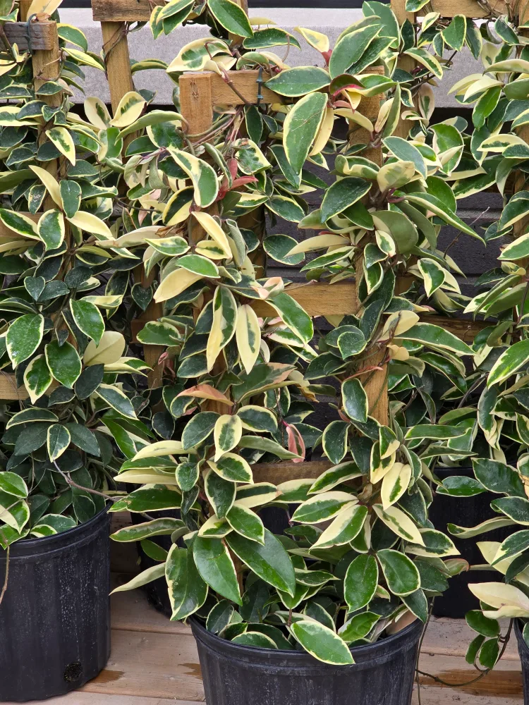 krimson queen 10"pot  totem image indicator(3)