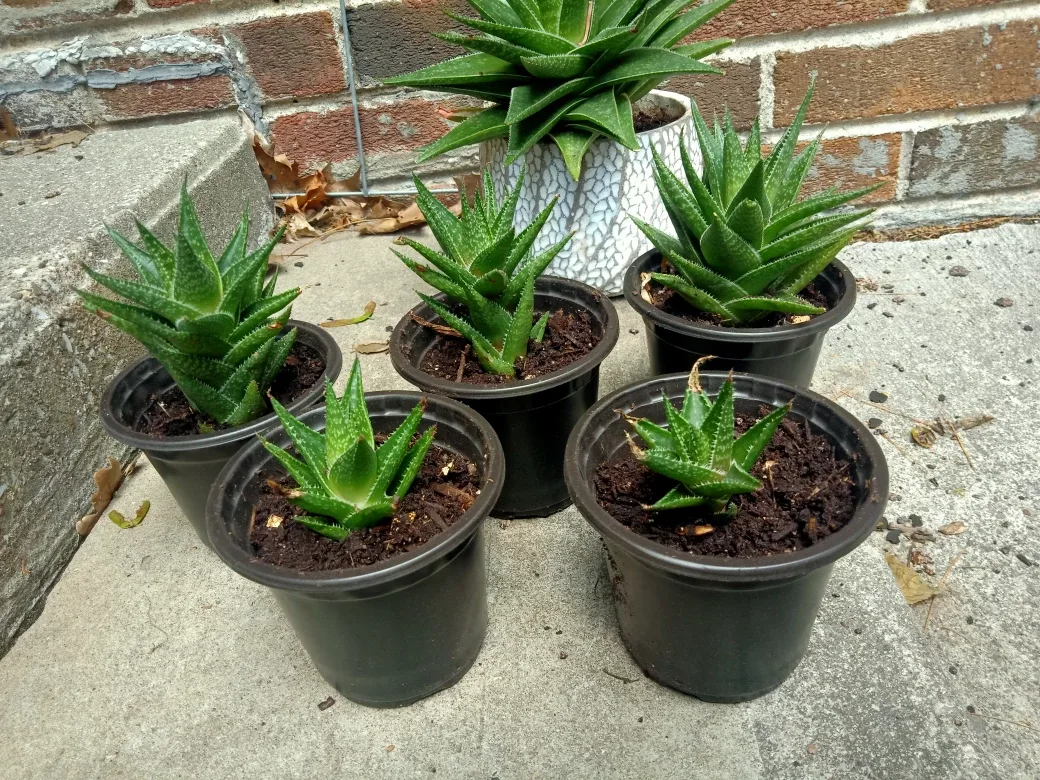 Flowering Hawthoria image indicator(2)