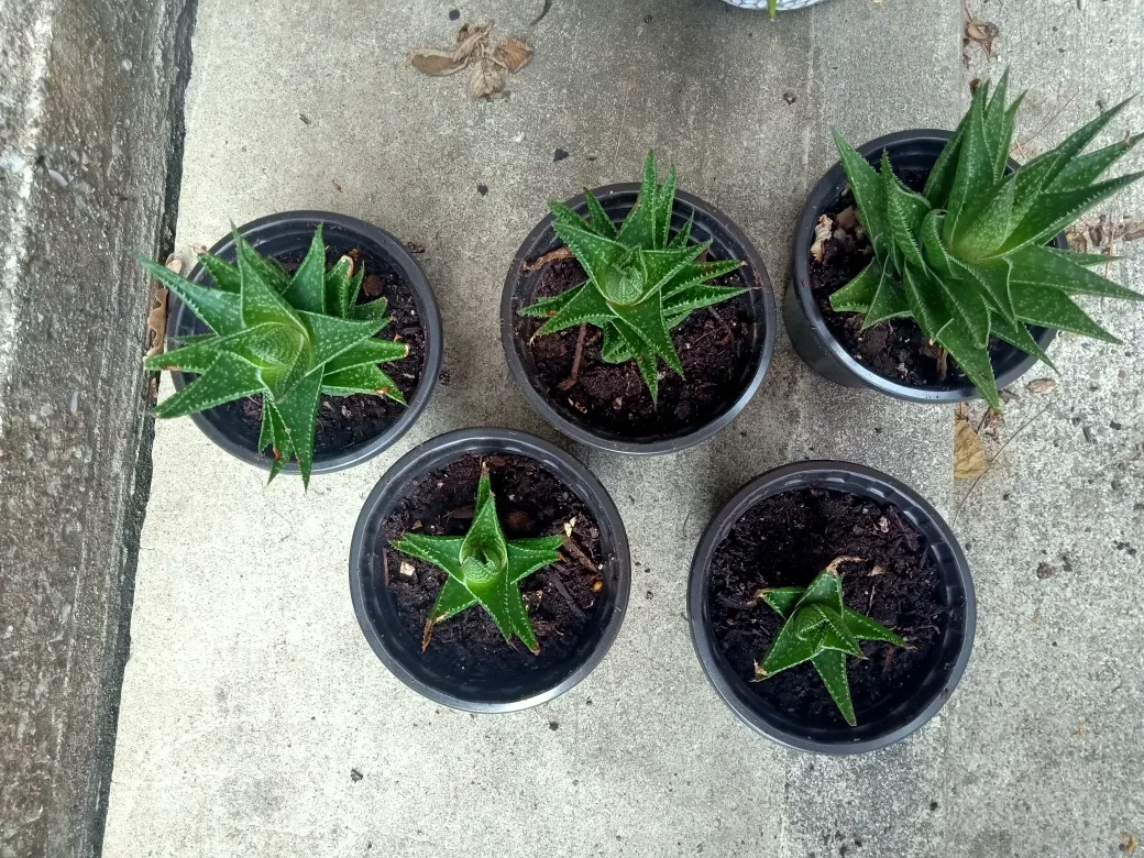 Flowering Hawthoria image indicator(3)