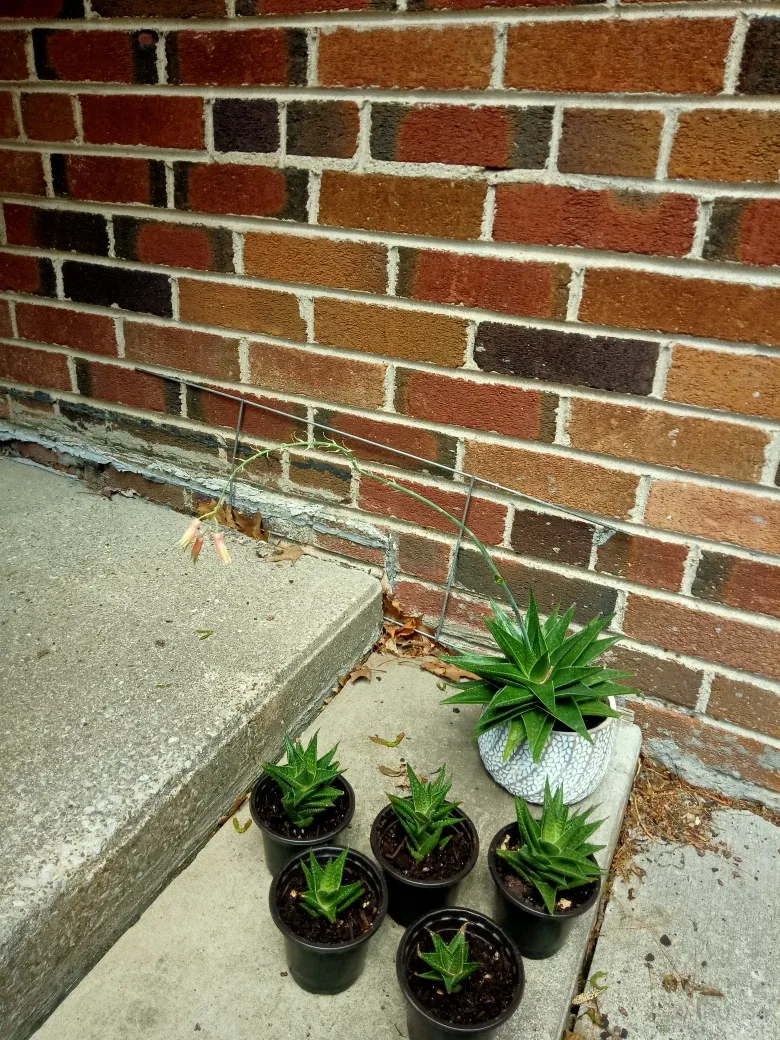 Flowering Hawthoria image indicator(4)