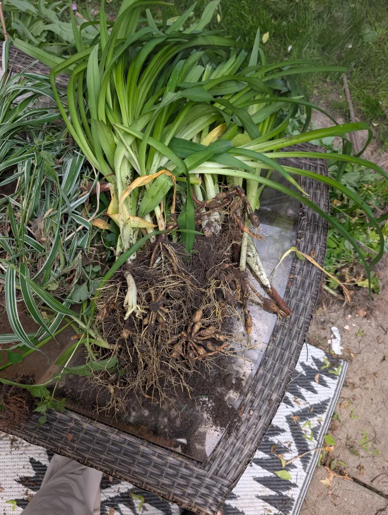 Various Plant Bundles for Planting image indicator(3)