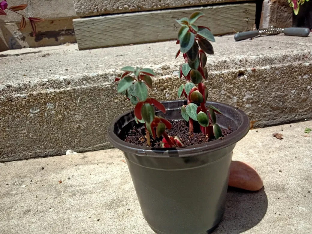 Beautiful houseplant - red and green leaves image indicator(4)