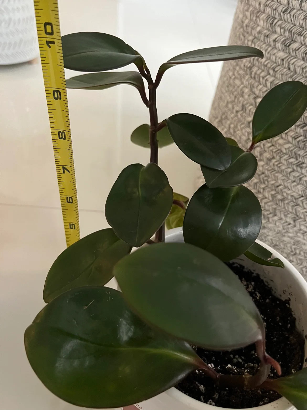 3 Baby Rubber plants in new ceramic pot image indicator(3)