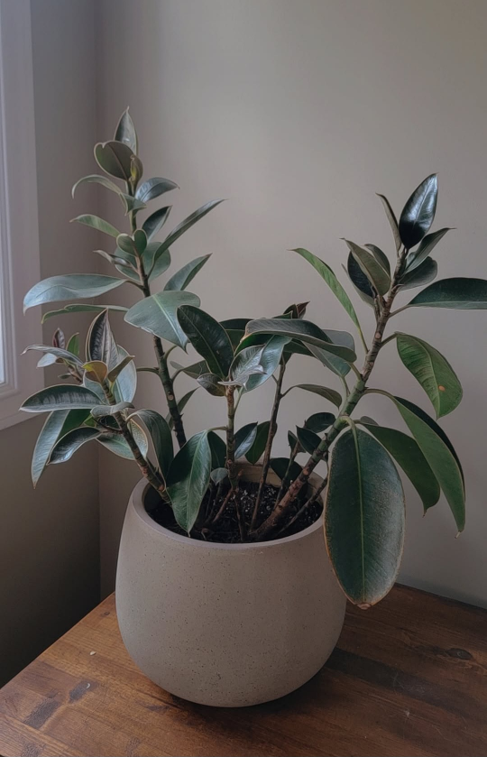Decora rubber tree - photo 3