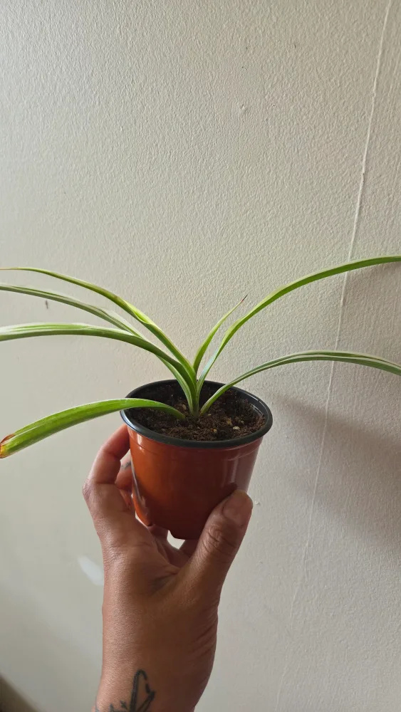 Spider Plant in Pot thumbnail