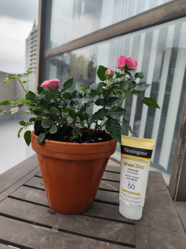 Pink Rose Plant in Terracotta Pot - photo 3