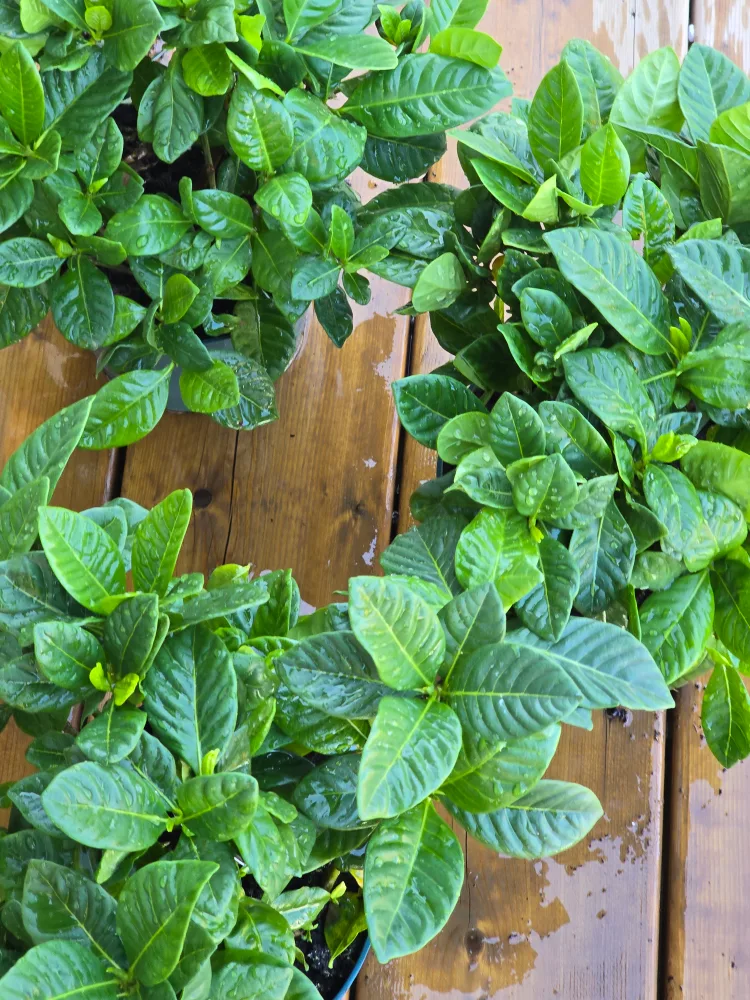 Gardenia Plant 6"pot image indicator(5)