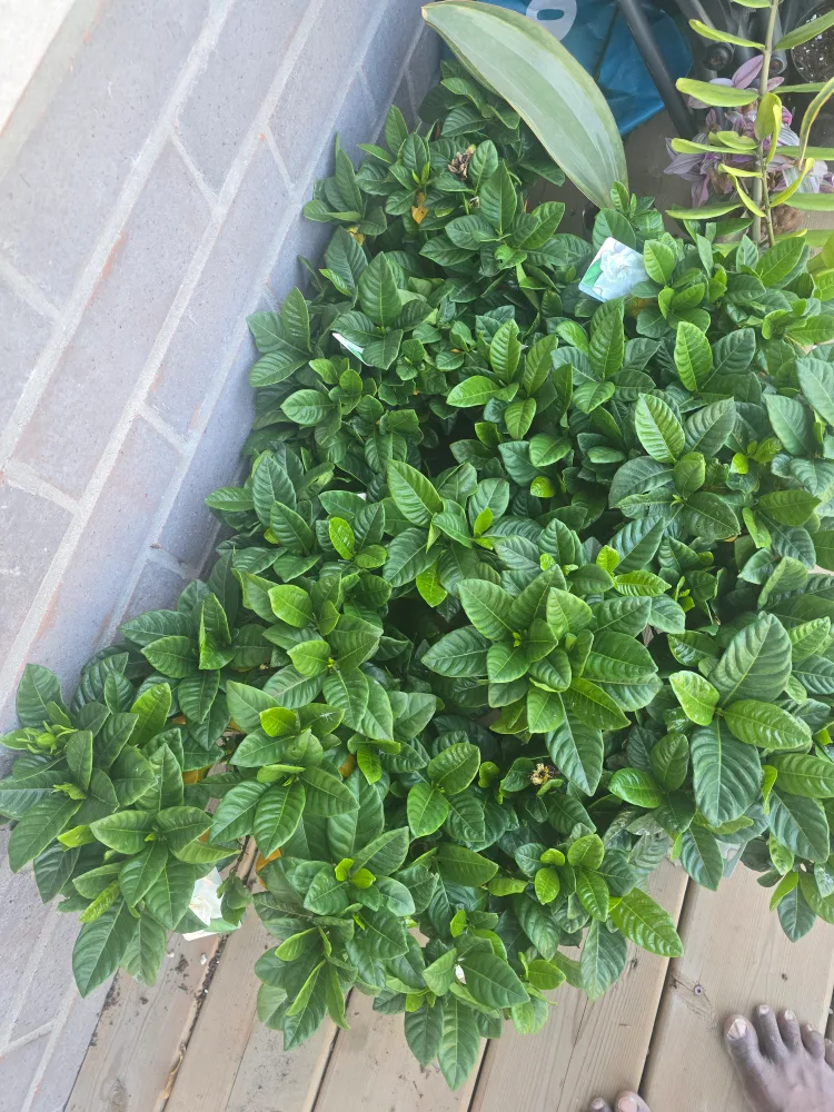 Gardenia Plant 6"pot image indicator(10)