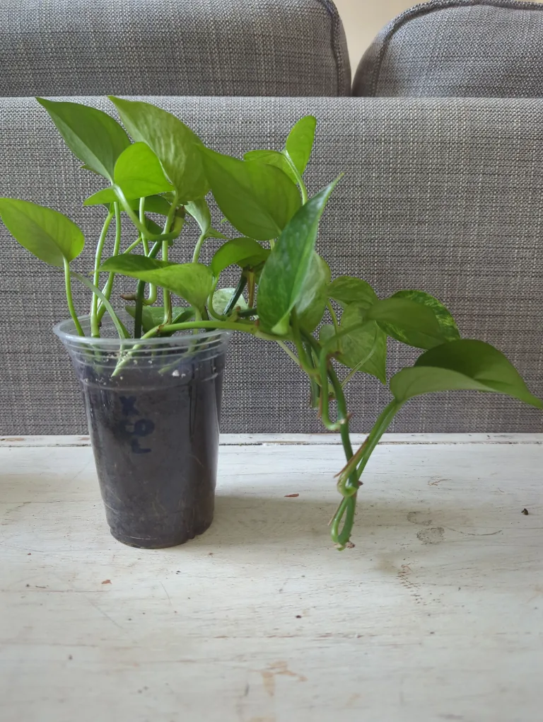 Golden Pothos Plant thumbnail