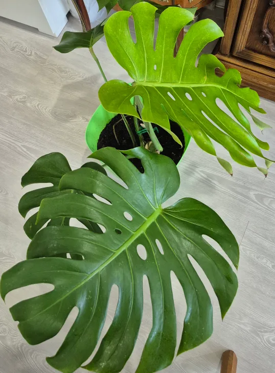 🔥🍀Hot deals 🍀🔥Monstera Plant with Green Pot image indicator(4)