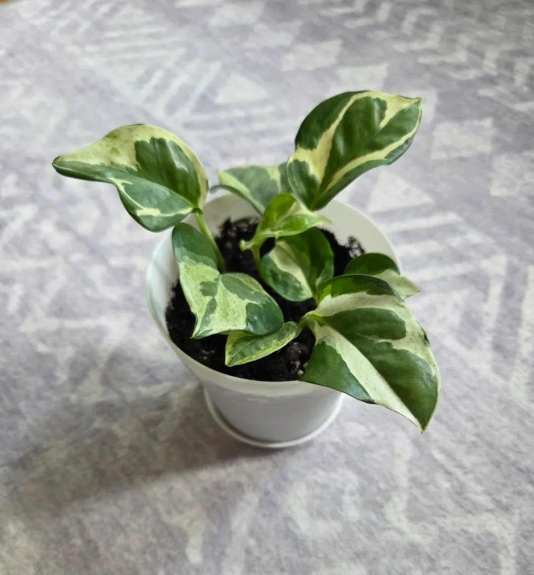 Pothos N Joy 🌱 image indicator(2)