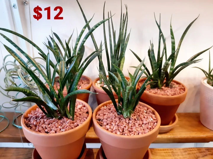 Rare Snake Plant Sansevieria Fernwood Mikado w/Terracotta Pot image indicator(2)
