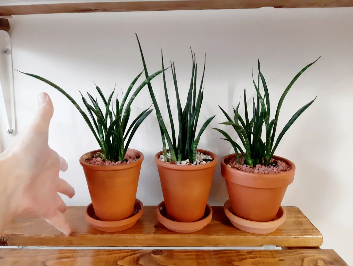 Rare Snake Plant Sansevieria Fernwood Mikado w/Terracotta Pot image indicator(3)