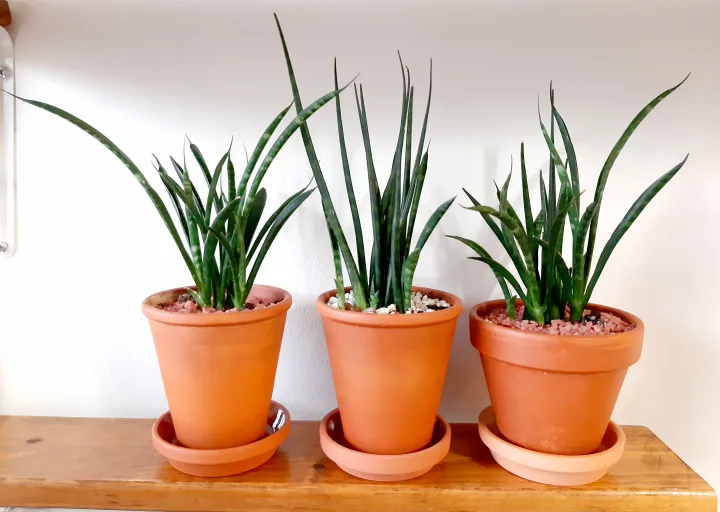 Rare Snake Plant Sansevieria Fernwood Mikado w/Terracotta Pot image indicator(4)