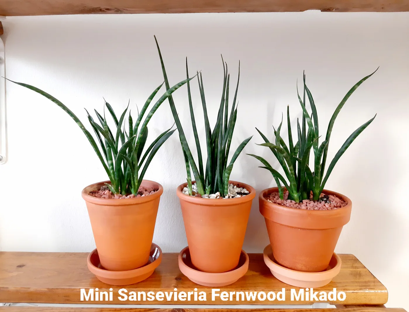 Rare Snake Plant Sansevieria Fernwood Mikado w/Terracotta Pot image indicator(5)