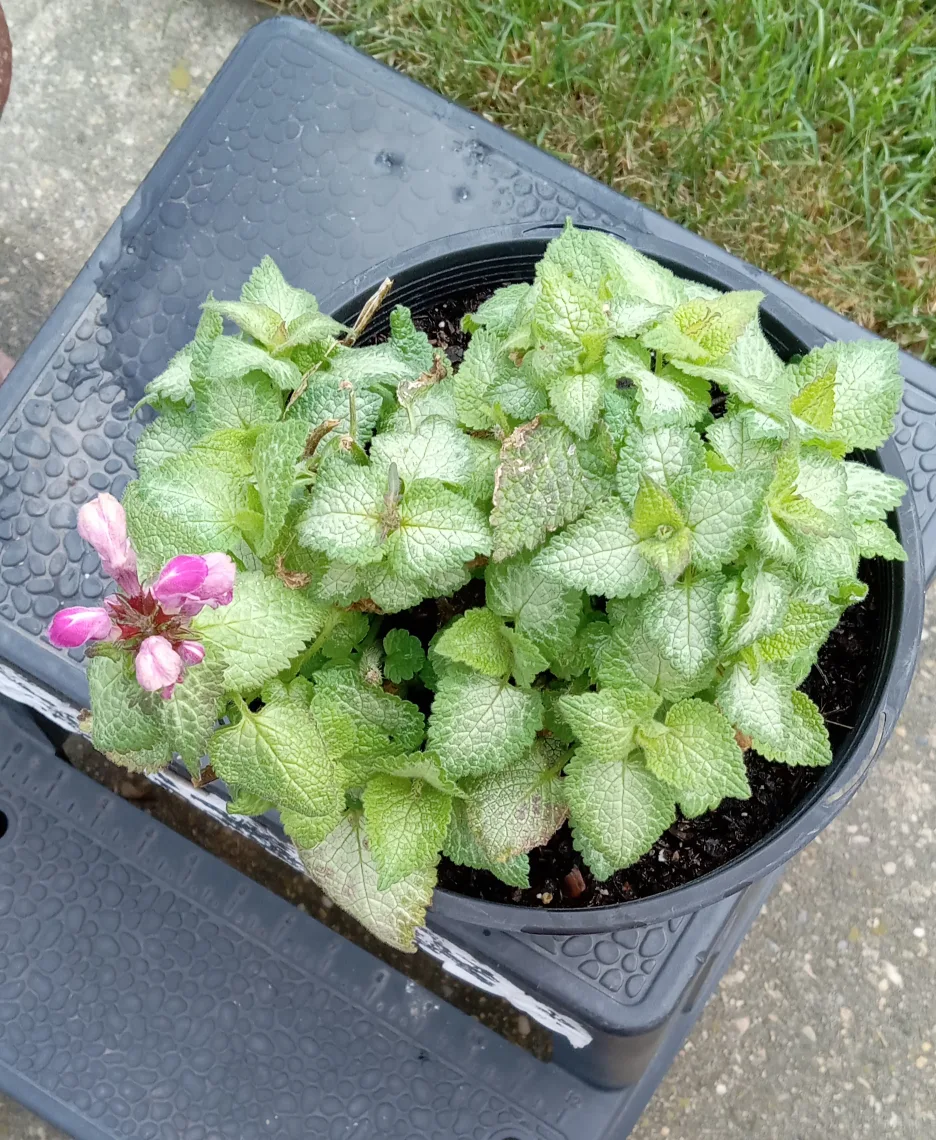 lamium ground cover perennial plant thumbnail