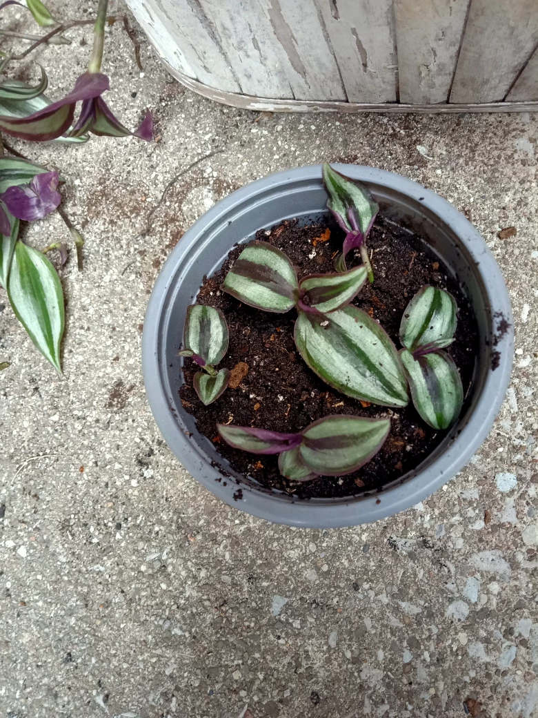 Plants For Sale - Wandering Jew and  Coleus - photo 2