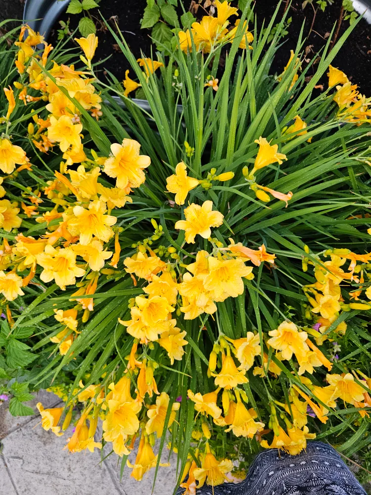 Hemerocallis – Stella de Oro Repeat Blooming Daylily thumbnail