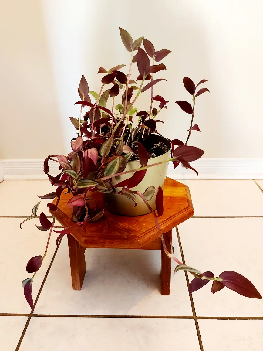 Tradescantia Zebrina Flower with Metallic Green Planter image indicator(4)