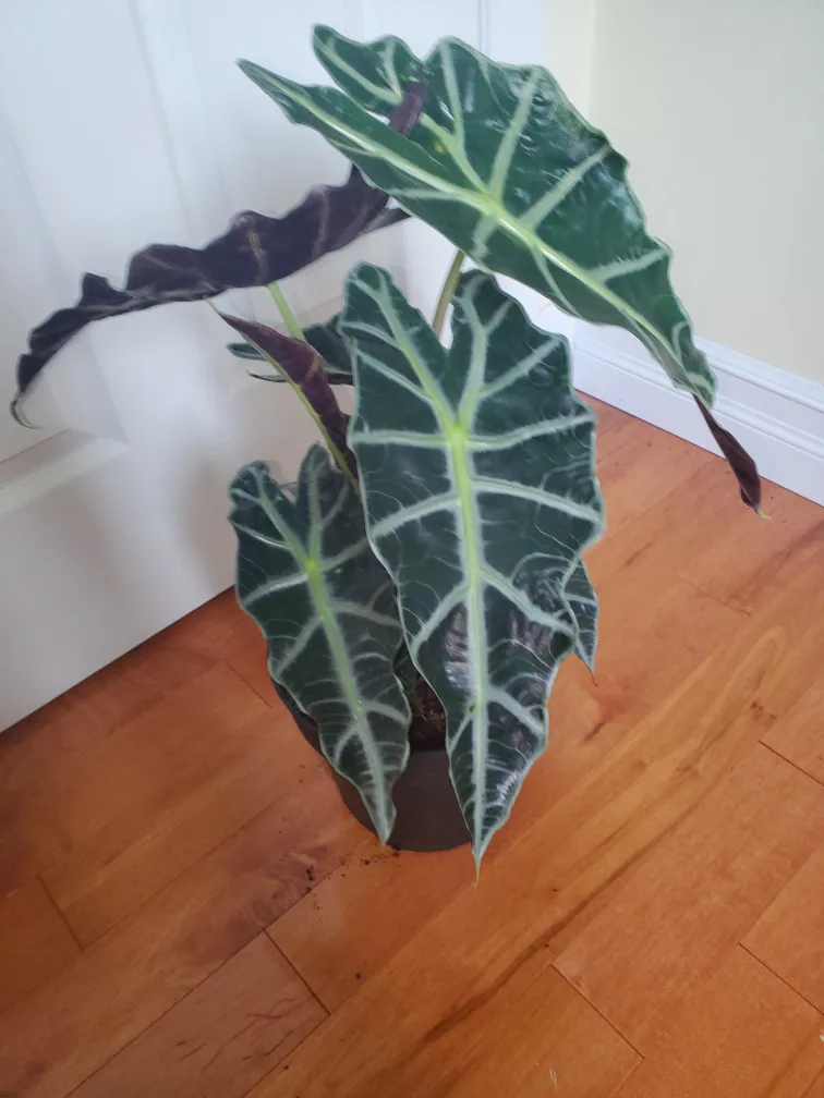 Large Leafy Green Houseplant thumbnail