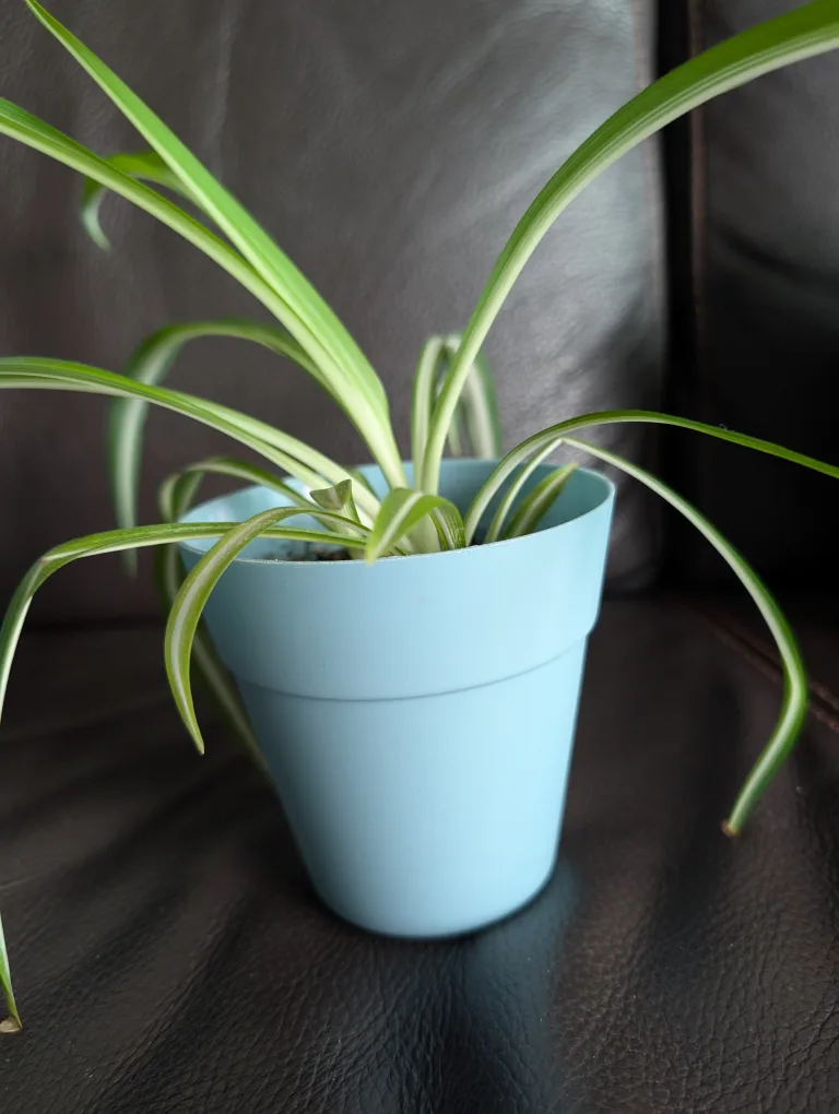 Healthy Spider Plant in Blue Pot thumbnail