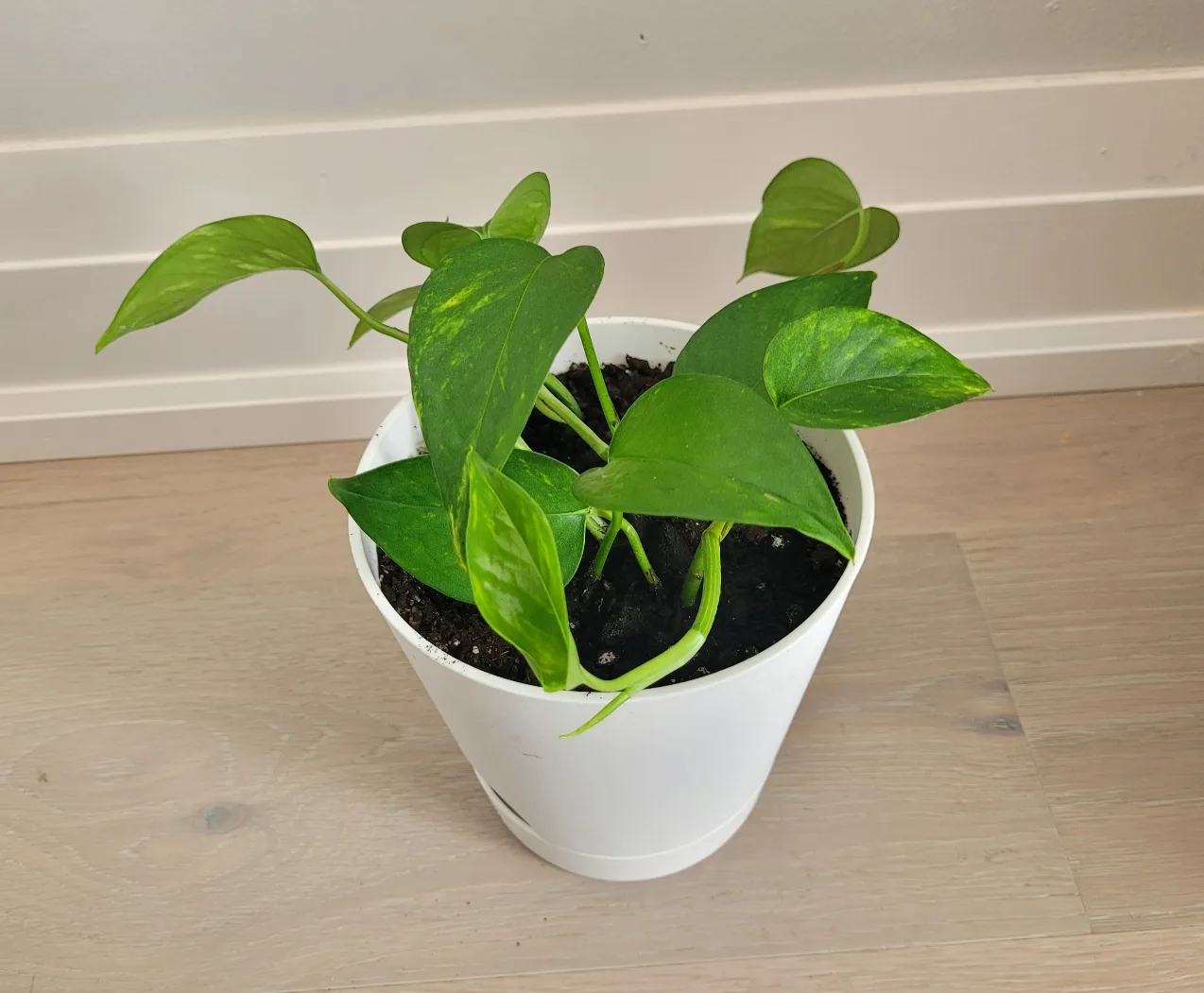 Golden Pothos in White Pot thumbnail
