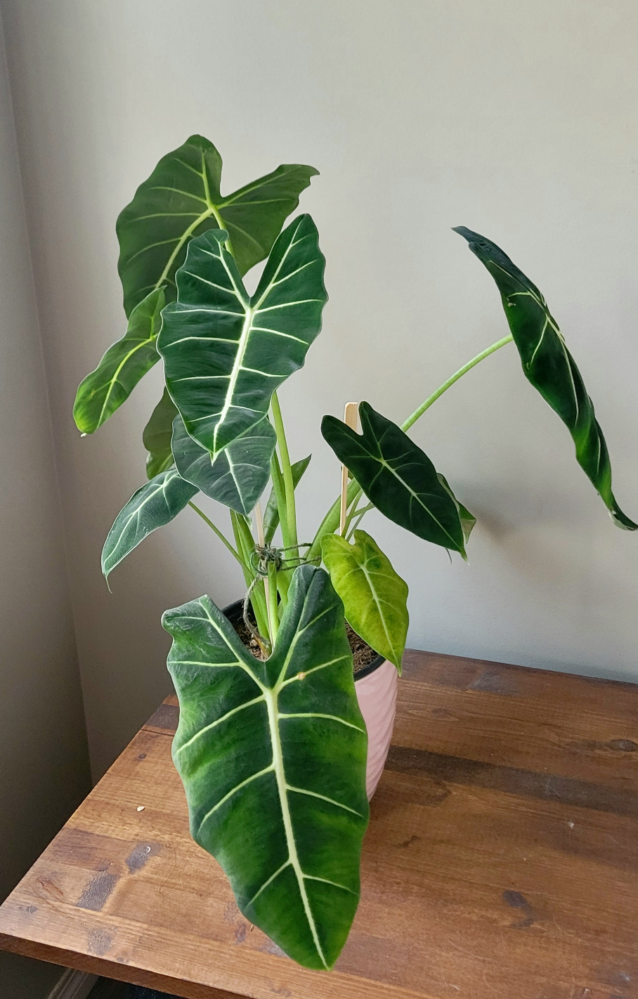 Alocasia Amazonica Plant