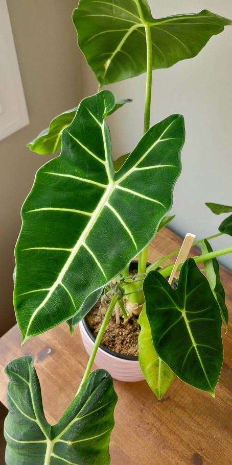 Alocasia Amazonica Plant - photo 3