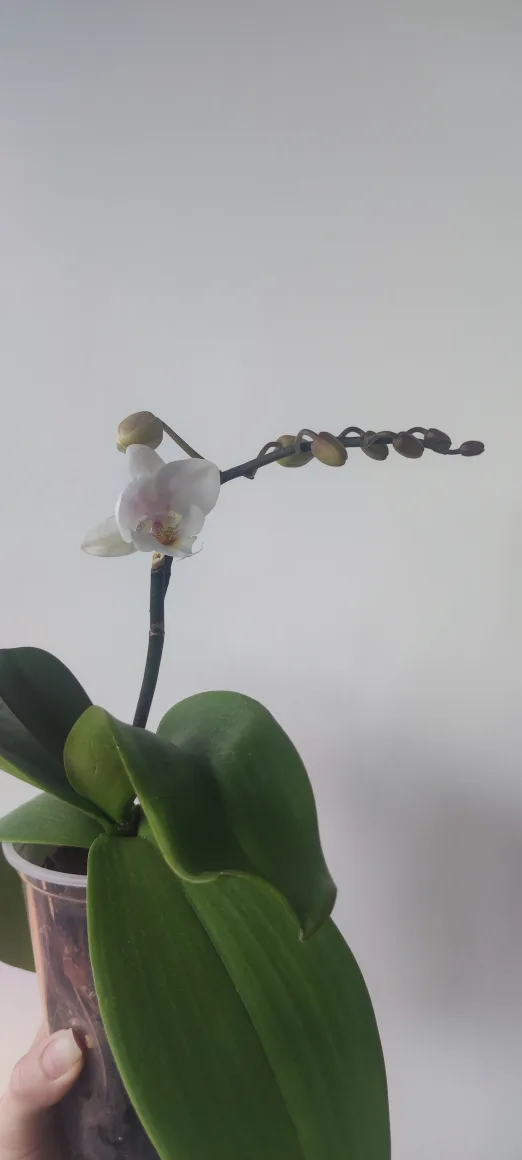 Orchid Plant image indicator(7)