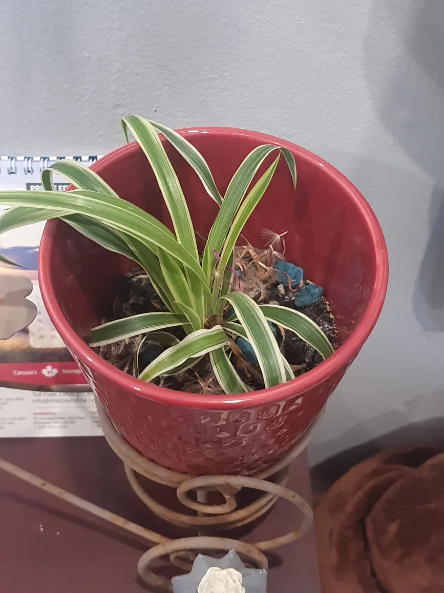 Spider Plant in Decorative Pot🥕💚 thumbnail