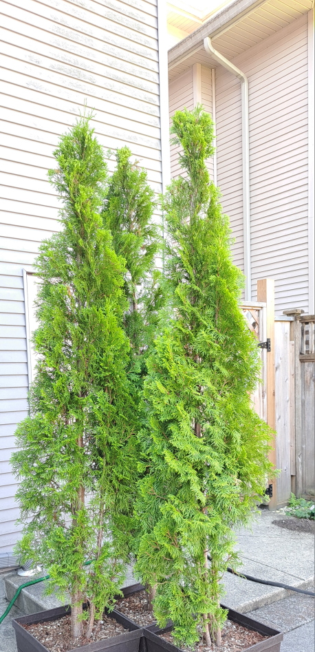 Evergreen Trees - Perfect for Your Garden