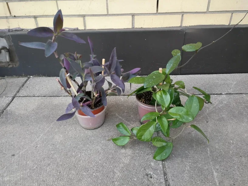 Purple Heart and Hoya Carnosa Plant thumbnail