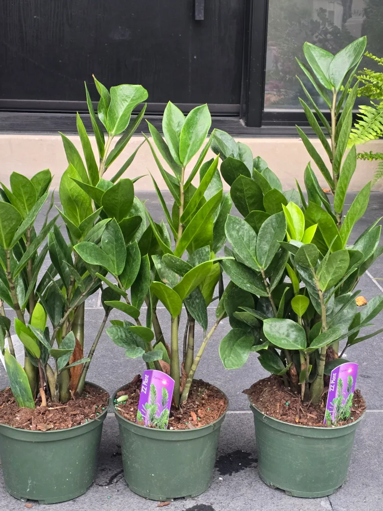 ZZ Plant 6"pot thumbnail