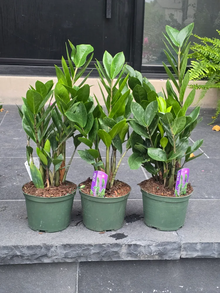 ZZ Plant 6"pot image indicator(2)