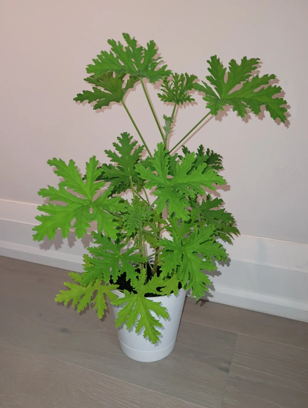 Scented Geranium thumbnail