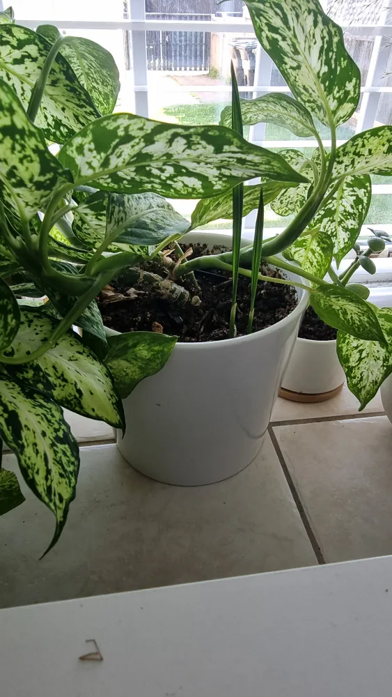 selling the 4 pots (Various Potted Plants in it are free) thumbnail