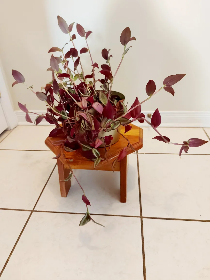 Tradescantia Zebrina Flower with Metallic Green Planter image indicator(5)